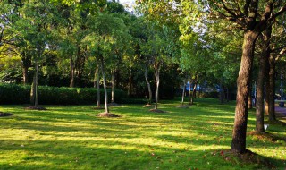 描写花草树木的优美句子 描写花花草草的美好句子