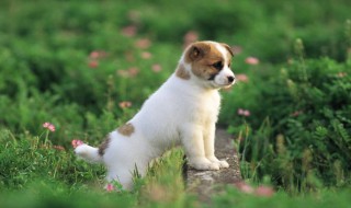 描写小狗的句子 描写小狗的句子有哪些