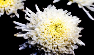 菊花有什么特点 菊花特点简述