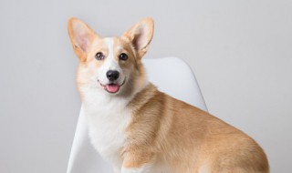 狗用英语怎么说 狗用英语如何说