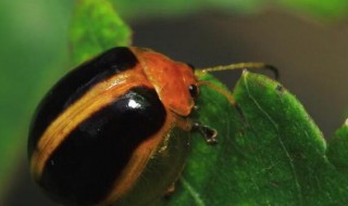 野生桑黄功效与作用 野生桑黄功效与作用是什么