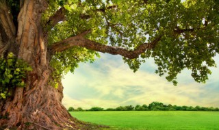 树秀于林风必摧之的另一句是什么 关于树秀于林风必摧之的另一句