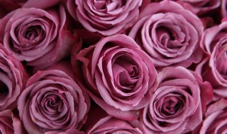 紫玫瑰花语是什么意思 紫玫瑰花语解释