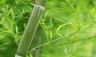 植物的作用是什么 植物的作用介绍