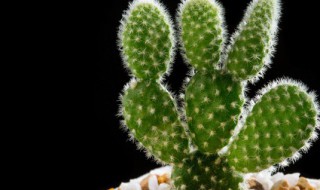仙人掌的功效与作用是什么 关于仙人掌的功效与作用