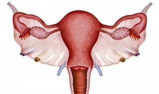 边界清是什么意思 子宫边界清的解释