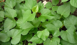 红薯叶的营养价值及功效与作用 红薯叶有营养吗