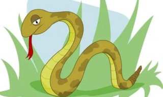 蛇的功效与作用 蛇的功效与作用是什么