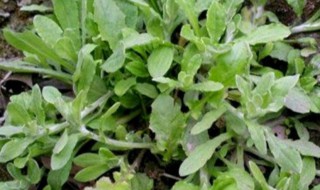 清明草怎样储存时间长 清明草如何储存时间长