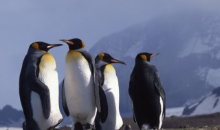 企鹅简介 企鹅动物介绍