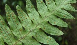 将军柱仙人掌的繁殖方法如下 将军柱仙人掌的繁殖方法是什么