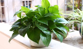 绿萝爬墙方法 绿萝怎么爬墙