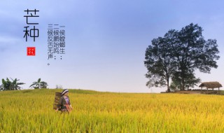 芒种简介 芒种的简介