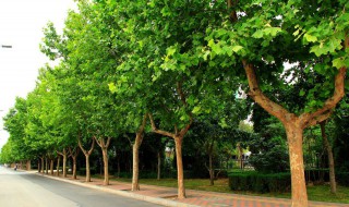 法桐树简介 法桐树的简单介绍