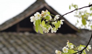 清明吃青团含有什么意思 清明吃青团含义