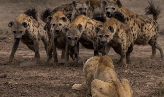 非洲二哥鬣狗念什么 非洲二哥鬣狗怎么读