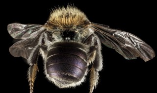 广东黑色的蜂叫什么 广东黑色的蜂名字