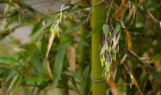 竹子的果实叫什么 竹子的果实名字