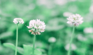 拜拜了您嘞是什么意思 拜拜了您嘞具体是什么意思