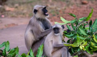 生物产生新个体的过程叫什么 生物产生新个体的过程介绍