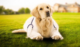 梦见狗怀孕是什么意思 梦见狗怀孕含义