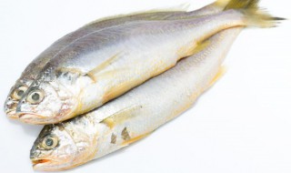 没有鱼鳞的黄鱼叫什么鱼 没有鱼鳞的黄鱼的介绍