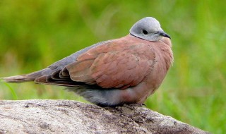 憨鸠鸠什么意思白话 憨鸠鸠的意思白话