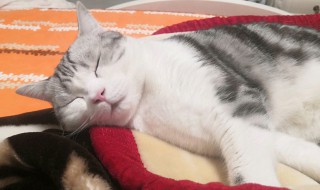 猫在那呼呼的叫什么意思 猫在那呼呼的意思