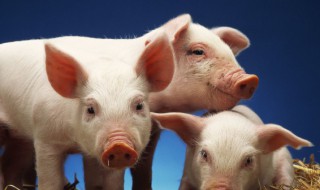 生猪外三元和内三元是什么意思 生猪外三元和内三元的解释