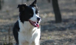 边牧训练方法及口令 边牧训练方法及口令是什么