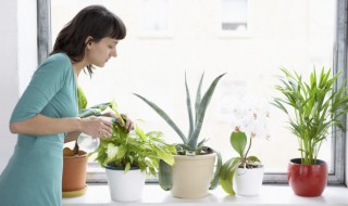 竹子如何盆栽 家里怎么养盆栽竹子