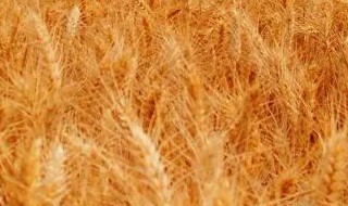 读农业学校以后能做什么 读农业学校以后可以从事什么工作