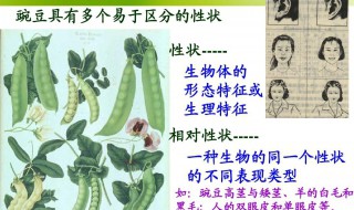 什么是相对性状 相对性状介绍