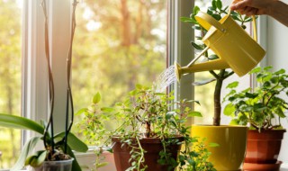 客厅放什么植物旺财而且全家身体好 适合放客厅旺财而且对全家身体好的植物