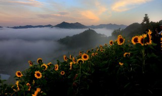 向日葵什么时候种 向日葵种植的时间