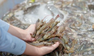 虾煮多久可以熟 水煮虾的烹饪时间