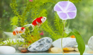 金鱼什么时候产卵 小金鱼怎么养