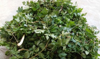 山芹菜怎样储存 怎样储存山芹菜