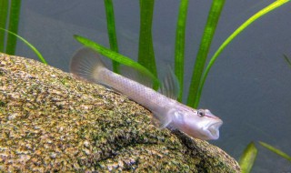 鱼缸太小鱼会死吗怎样辨别鱼饿了 怎样辨别鱼饿了鱼缸太小鱼会死吗