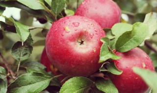 梦见红苹果是什么意思 梦见红苹果的寓意