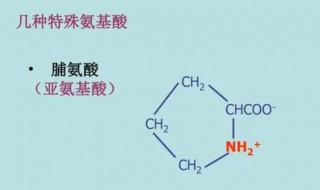 什么是亚氨基酸 亚氨基酸的定义