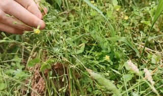 夏天怎样储存青草 夏季如何储存干草