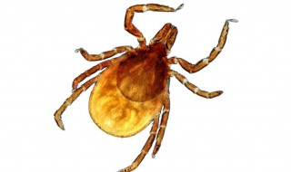 蜱字念什么 蜱虫的相关知识