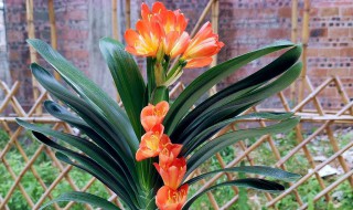 该如何养好君子兰 养好君子兰方法