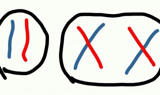 什么是同源染色体 同源染色体简单介绍