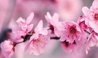 宝剑锋从磨砺出梅花香自苦寒来的意思是什么 所有的成功都是磨砺的成果