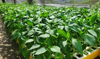 辣椒苗什么时候移植好 辣椒苗多久移植呢