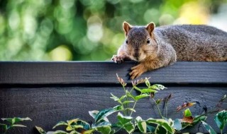 树栖的意思是什么 树栖是什么意思