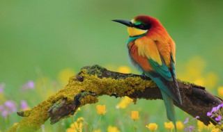 景物包括动物吗 景物简单介绍