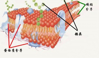 细胞膜上糖蛋白的功能是什么 细胞膜上糖蛋白的功能介绍